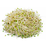 Bio Alfalfa Sprossen  AT 500 g