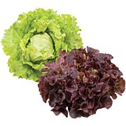 Bio Mischkiste Salat rot/grün  AT 12 Stk