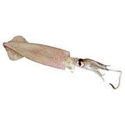 TK-Tintenfisch C4LL ungeputzt  ca. 5 kg