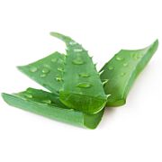Bio Aloe-Vera-Blätter ES ca. 5-7 Stk
