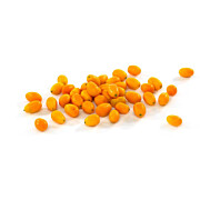 Kumquat - Zwergorangen  ZA ca. 2 kg