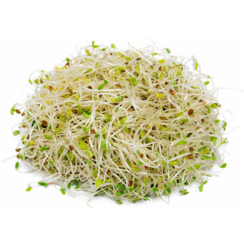 Bio Alfalfa Sprossen  AT 500 g