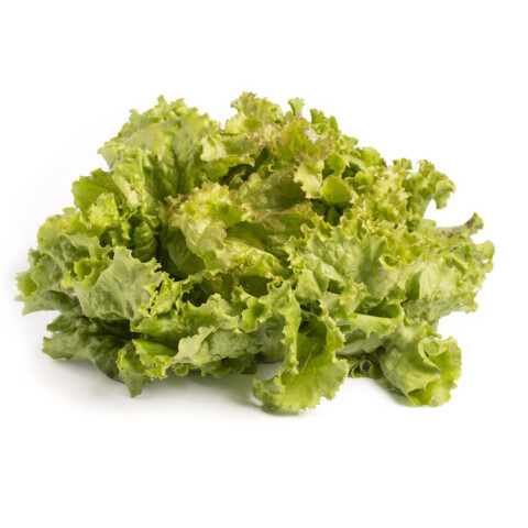 Bio Krauthäuptl-Salat 250g+ AT 8 Stk